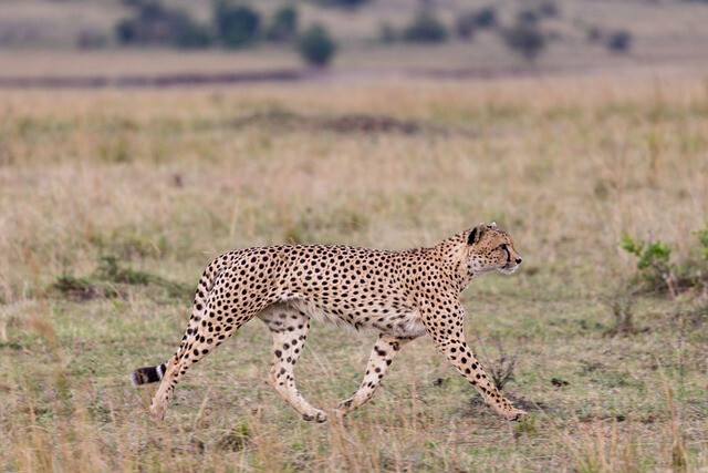 Tarangire National Park