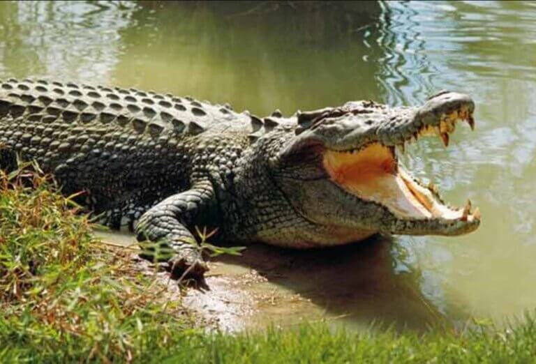 Tarangire National Park