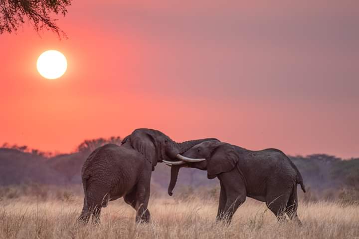 Luxury Safari Manyara, Serengeti & Ngorongoro